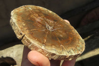 Polished Petrified Wood Slices x 6 From Gokwe, Zimbabwe