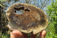 Polished Petrified Wood Slices x 6 From Gokwe, Zimbabwe