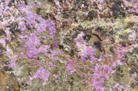 Natural Stichtite Specimen x 1 From Barberton, South Africa