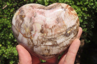 Polished Red Podocarpus Petrified Wood Hearts x 3 From Madagascar