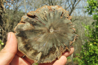 Polished Petrified Wood Slices x 6 From Gokwe, Zimbabwe