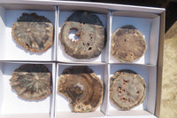 Polished Petrified Wood Slices x 6 From Gokwe, Zimbabwe