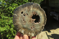 Polished Petrified Wood Slices x 6 From Gokwe, Zimbabwe