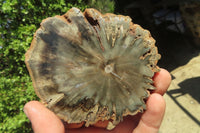 Polished Petrified Wood Slices x 6 From Gokwe, Zimbabwe