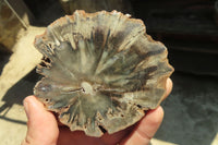 Polished Petrified Wood Slices x 6 From Gokwe, Zimbabwe