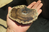 Polished Petrified Wood Slices x 6 From Gokwe, Zimbabwe