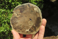 Polished Petrified Wood Slices x 6 From Gokwe, Zimbabwe