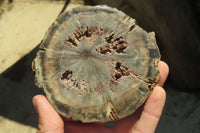 Polished Petrified Wood Slices x 6 From Gokwe, Zimbabwe