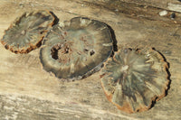 Polished Petrified Wood Slices x 6 From Gokwe, Zimbabwe