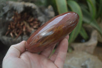 Polished Red Podocarpus Petrified Wood Standing Free Forms x 3 From Madagascar