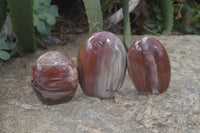 Polished Red Podocarpus Petrified Wood Standing Free Forms x 3 From Madagascar