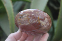 Polished Red Podocarpus Petrified Wood Standing Free Forms x 3 From Madagascar