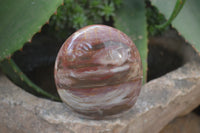 Polished Red Podocarpus Petrified Wood Standing Free Forms x 3 From Madagascar