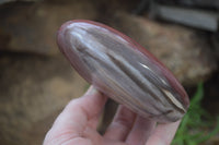 Polished Red Podocarpus Petrified Wood Standing Free Forms x 3 From Madagascar