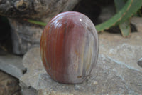 Polished Red Podocarpus Petrified Wood Standing Free Forms x 3 From Madagascar