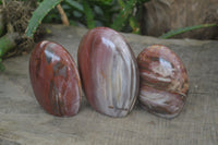 Polished Red Podocarpus Petrified Wood Standing Free Forms x 3 From Madagascar