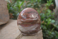 Polished Red Podocarpus Petrified Wood Standing Free Forms x 3 From Madagascar