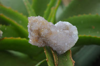 Natural Ametrine Spirit Quartz Clusters x 12 From Boekenhouthoek, South Africa