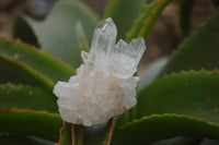 Natural Clear Quartz Crystal Clusters x 12 From Madagascar