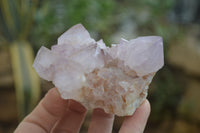 Natural Amethyst Cactus Flower Spirit Quartz Clusters x 6 From Boekenhouthoek, South Africa