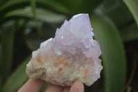 Natural Amethyst Cactus Flower Spirit Quartz Clusters x 6 From Boekenhouthoek, South Africa