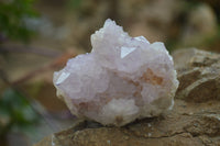 Natural Amethyst Cactus Flower Spirit Quartz Clusters x 6 From Boekenhouthoek, South Africa