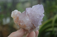 Natural Amethyst Cactus Flower Spirit Quartz Clusters x 6 From Boekenhouthoek, South Africa