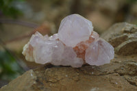 Natural Amethyst Cactus Flower Spirit Quartz Clusters x 6 From Boekenhouthoek, South Africa