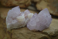 Natural Amethyst Cactus Flower Spirit Quartz Clusters x 6 From Boekenhouthoek, South Africa