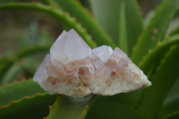 Natural Amethyst Cactus Flower Spirit Quartz Clusters x 6 From Boekenhouthoek, South Africa