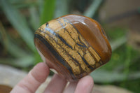 Polished Tiger's Eye Free Forms x 3 From Prieska, South Africa