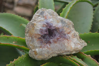 Natural Zululand Amethyst Geodes x 4 from Jozini, South Africa