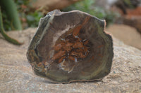 Polished Petrified Wood Slices x 6 From Gokwe, Zimbabwe