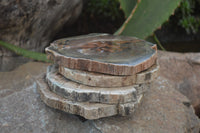 Polished Petrified Wood Slices x 6 From Gokwe, Zimbabwe