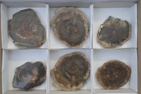 Polished Petrified Wood Slices x 6 From Gokwe, Zimbabwe