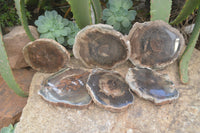 Polished Petrified Wood Slices x 6 From Gokwe, Zimbabwe