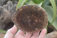 Polished Petrified Wood Slices x 6 From Gokwe, Zimbabwe