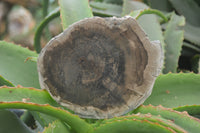 Polished Petrified Wood Slices x 6 From Gokwe, Zimbabwe