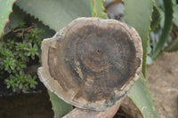 Polished Petrified Wood Slices x 6 From Gokwe, Zimbabwe