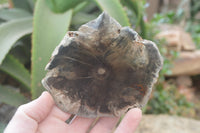 Polished Petrified Wood Slices x 6 From Gokwe, Zimbabwe