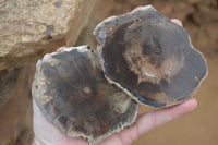 Polished Petrified Wood Slices x 6 From Gokwe, Zimbabwe