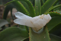 Natural Clear Quartz Crystal Clusters x 12 From Madagascar