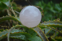 Polished Rose Quartz Sphere-Balls x 4 From Madagascar