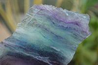 Polished On One Side Watermelon Fluorite Specimens x 6 From Uis, Namibia