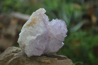 Natural Amethyst Cactus Flower Spirit Quartz Clusters x 3 From South Africa