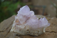 Natural Amethyst Cactus Flower Spirit Quartz Clusters x 3 From South Africa