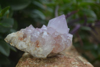 Natural Amethyst Cactus Flower Spirit Quartz Clusters x 3 From South Africa