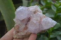 Natural Amethyst Cactus Flower Spirit Quartz Clusters x 3 From South Africa