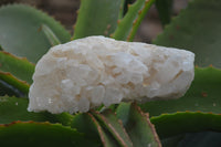 Natural Clear Quartz Clusters x 12 From Madagascar