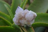 Natural Amethyst Spirit Quartz Clusters x 6 From Boekenhouthoek, South Africa